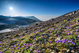 Horned pansy, viola cornuta, in blossom with Majella-group in background, Monte Amaro, Majella, Abruzzi, Italy