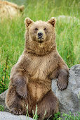 Brown bear sitting upright and having eyecontact, Upper Bavaria, Bavaria, Germany