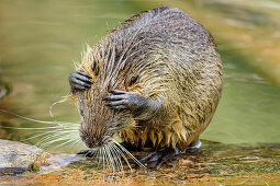 Nutria putzt sich, Oberbayern, Bayern, Deutschland