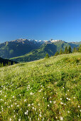 Wollgraswiese mit Hohe Tauern im Hintergrund, Pinzgauer Spaziergang, Kitzbüheler Alpen, Salzburg, Österreich