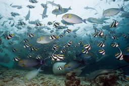 Schwarm Gelbflossen-Doktorfische, Acanthurus xanthopterus, Nord Male Atoll, Malediven