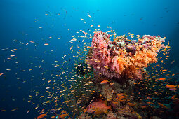 Buntes Korallenriff, Sued Male Atoll, Malediven