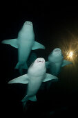 Gruppe Ammenhaie in der Nacht, Nebrius ferrugineus, Felidhu Atoll, Malediven