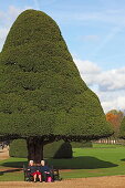 300 years old yew trees, Park und Palace, Hampton Court, Richmond upon Thames, Surrey, England