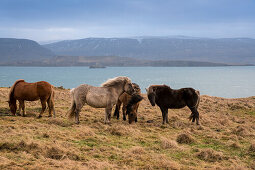 Icelandic horses in field, Foraging, hvalfjördur, Iceland, Europe
