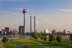 Sheep along the Rhine meadows, view over the Rhine river to Stadttor, television tower, Rheinknie bridge and Neuer Zollhof (Architect: F.O. Gehry), Duesseldorf, North Rhine-Westphalia, Germany