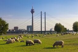 Sheep grazing on the Rhine meadows, view over the Rhine river to Stadttor, television tower and Rheinknie bridge, Duesseldorf, North Rhine-Westphalia, Germany