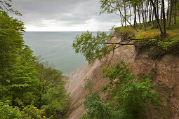 Beech wood above the chalk rocks, Jasmund National Park, Ruegen,  Baltic Sea, Mecklenburg-West Pomerania, Germany