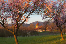 Almond blossom at Geilweilerhof, near Siebeldingen, Mandelbluetenweg, Deutsche Weinstrasse (German Wine Road), Pfalz, Rhineland-Palatinate, Germany