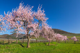 Almond blossom near Siebeldingen, Mandelbluetenweg, Deutsche Weinstrasse (German Wine Road), Pfalz, Rhineland-Palatinate, Germany