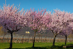 Almond blossom at Villa Ludwigshoehe, Mandelbluetenweg, Deutsche Weinstrasse (German Wine Road), Pfalz, Rhineland-Palatinate, Germany