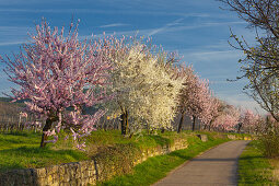 Almond blossom, Mandelbluetenweg, Deutsche Weinstrasse (German Wine Road), Pfalz, Rhineland-Palatinate, Germany