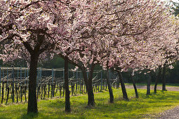 Almond blossom, Mandelbluetenweg, Deutsche Weinstrasse (German Wine Road), Pfalz, Rhineland-Palatinate, Germany