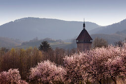 Blühende Mandelbäume am Geilweilerhof bei Siebeldingen, Mandelblütenweg, Deutsche Weinstrasse, Pfalz, Rheinland-Pfalz, Deutschland