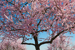 Almond blossom, Mandelbluetenweg, Deutsche Weinstrasse (German Wine Road), Pfalz, Rhineland-Palatinate, Germany