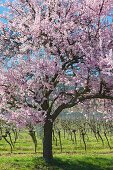 Almond blossom, Mandelbluetenweg, Deutsche Weinstrasse (German Wine Road), Pfalz, Rhineland-Palatinate, Germany