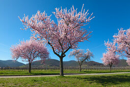 Almond blossom, Mandelbluetenweg, Deutsche Weinstrasse (German Wine Road), Pfalz, Rhineland-Palatinate, Germany