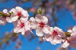 Almond blossom, Mandelbluetenweg, Deutsche Weinstrasse (German Wine Road), Pfalz, Rhineland-Palatinate, Germany