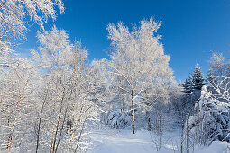 Winter landscape near Olsberg, Rothaarsteig hiking trail, Rothaargebirge, Sauerland region, North Rhine-Westphalia, Germany