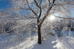 Winterlandschaft bei Olsberg, Rothaarsteig, Rothaargebirge, Sauerland, Nordrhein-Westfalen, Deutschland