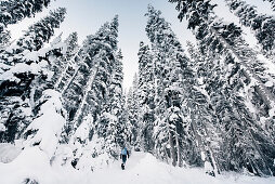 Mann wandert durch den Wald beim Lake Louise, Bow Tal, Banff National Park, Alberta, Kanada, Nordamerika