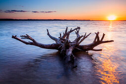 Baum, Wurzel, Schlei, Weseby, Missunde, Schleswig, Schleswig Holstein, Deutschland