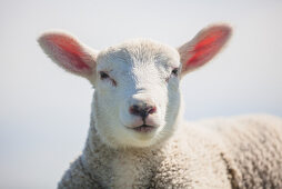 lamb, sheep, dyke, Schleswig Holstein, Germany