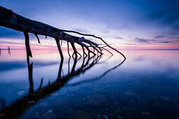 tree, Baltic Sea, Flensburg Fjord, Geltinger bay, Gelting, Schleswig Holstein, Germany