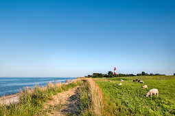Sheep in front of Falshoeft lighthouse, Falshoeft, Angeln, Baltic coast, Schleswig-Holstein, Germany