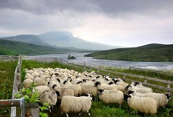 Schafe am Old Man of Storr und Loch Leathan, Isle of Skye, Schottland