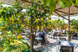 Zitronenbaum mit Früchten im Restaurant La Zagara in Anacapri, Insel Capri, Golf von Neapel, Italien