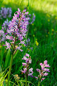 Orchideen auf Oeland , Schweden