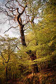 UNESCO World Heritage Old Beech Groves of Germany, Kellerwald Edersee National Park, Hesse, Germany