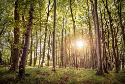 UNESCO World Heritage Old Beech Groves of Germany, Jasmund National Park, Ruegen Island, Mecklenburg-West Pomerania, Germany, Baltic Sea