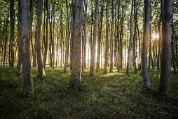 UNESCO Welterbe „Alte Buchenwälder Deutschlands“ im Gegenlicht, Jasmund Nationalpark, Insel Rügen, Mecklenburg-Vorpommern, Deutschland, Ostsee