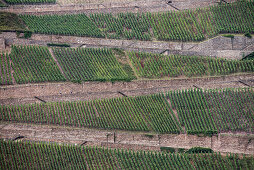 UNESCO World Heritage Upper Rhine Valley, wine growing, view from Rheinstein castle, Rhineland-Palatinate, Germany