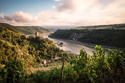 UNESCO World Heritage Upper Rhine Valley, Gutenfels castle and Pfalzgrafenstein castle , grapevine, Rhineland-Palatinate, Germany