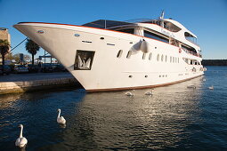 Kreuzfahrtschiff MS Romantic Star (Reisebüro Mittelthurgau) an Pier mit weißen Schwänen davor, Šibenik, Šibenik-Knin, Kroatien, Europa