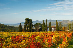 vineyard, autumn, cottage, cypresses, near Greve in Chianti, Chianti, Tuscany, Italy, Europe