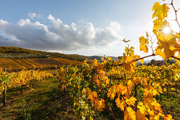 landscape with vineyards near Radda in Chianti, autumn, Chianti, Tuscany, Italy, Europe
