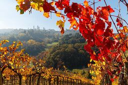 Stadtansicht, Weinberg, San Gimignano, UNESCO Weltkulturerbe, Provinz Siena, Herbst, Toskana, Italien, Europa