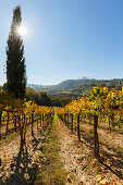 townscape, vineyard, cypress, San Gimignano, hilltown, UNESCO World Heritage Site, province of Siena, autumn, Tuscany, Italy, Europe