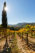 Stadtansicht, Weinberg, Zypresse, San Gimignano, UNESCO Weltkulturerbe, Provinz Siena, Herbst, Toskana, Italien, Europa