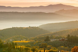 Weinreben, Weinfeld und Zypressen, bei Montalcino, Herbst, Val d´Orcia, UNESCO Weltkulturerbe, Toskana, Italien, Europa