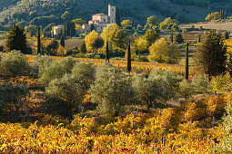 Abbazia di Sant Antimo, Abbey of Sant Antimo, monasrtry, 8th century, vineyards, near Montalcino, autumn, Val d´Orcia, UNESCO World Heritage Site, Tuscany, Italy, Europe