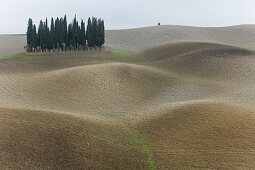 Cypresses, forest, Crete Senesi, near S. Quirico d´Orcia, Val d´Orcia, autumn, UNESCO World Heritage Site, Tuscany, Italy, Europe