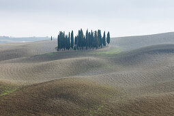 Cypresses, forest, Crete Senesi, near S. Quirico d´Orcia, Val d´Orcia, autumn, UNESCO World Heritage Site, Tuscany, Italy, Europe