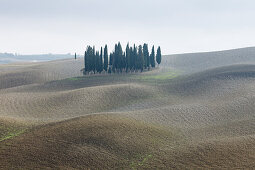 Zypressen, Zypressenwäldchen, Crete Senesi, near S. Quirico d´Orcia, Herbst, Val d´Orcia, UNESCO Weltkulturerbe, Toskana, Italien, Europa