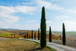 Landschaft, Straße, Zypressen, bei Pienza, Toskana, Italien, Europa