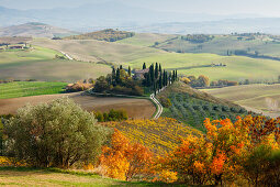 cottage, vineyards, olive trees, cypresses, near S. Quirico d´Orcia, autumn, Val d´Orcia, UNESCO World Heritage Site, Tuscany, Italy, Europe